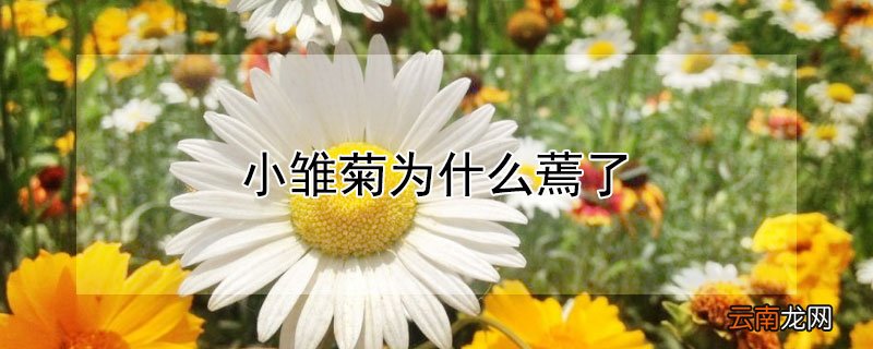 小雏菊为什么蔫了