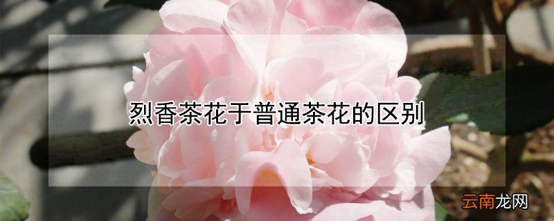 烈香茶花于普通茶花的区别