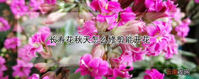长寿花秋天怎么修剪能开花