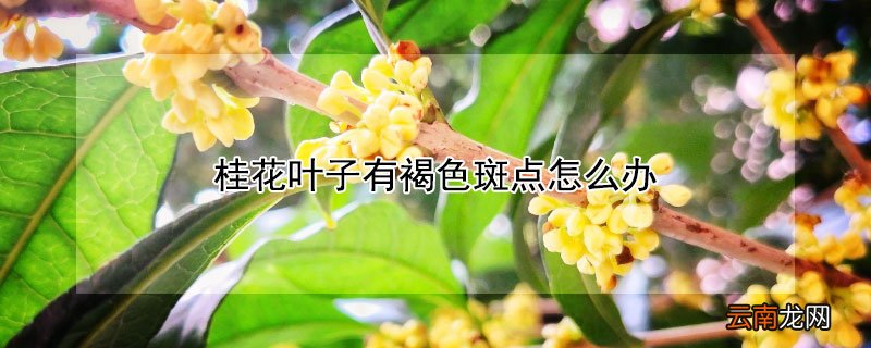 桂花叶子有褐色斑点怎么办
