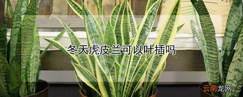 冬天虎皮兰可以叶插吗