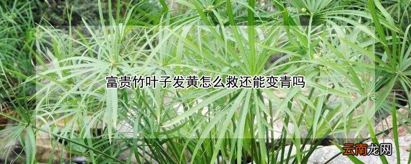 富贵竹叶子发黄怎么救还能变青吗