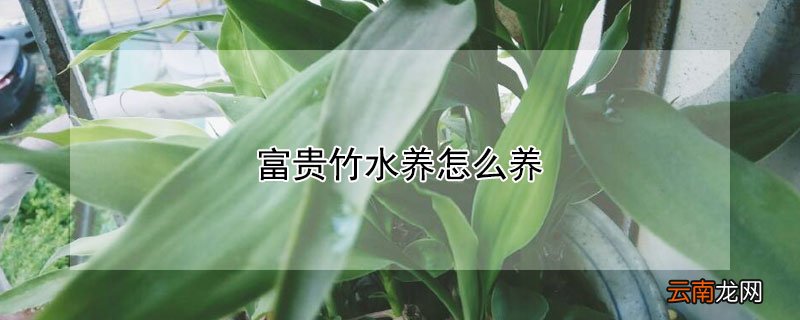 富贵竹水养怎么养