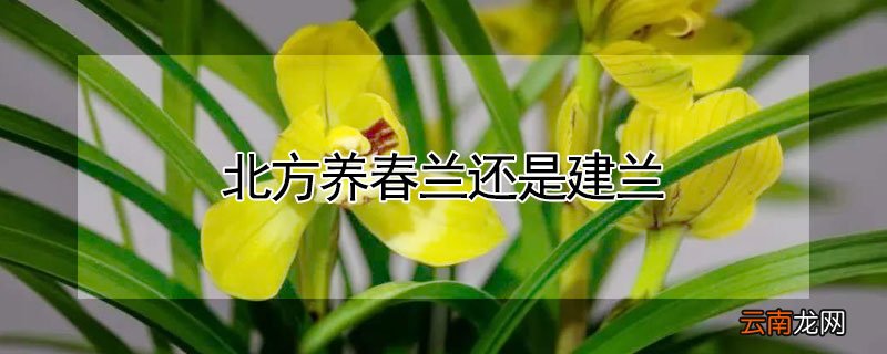 北方养春兰还是建兰