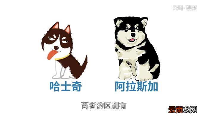 哈士奇和阿拉斯加的区别 阿拉斯加和哈士奇有什么区别