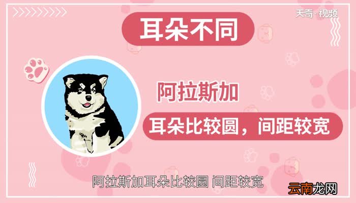 哈士奇和阿拉斯加的区别 阿拉斯加和哈士奇有什么区别