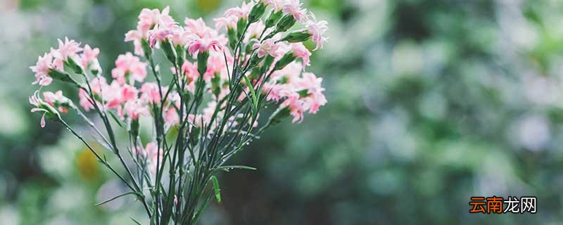 母亲节送什么花 母亲节送什么花最好