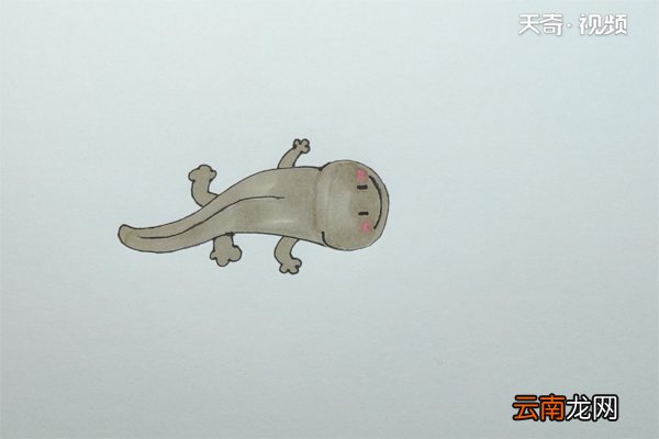 娃娃鱼的画法