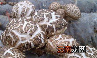 花菇产地 你知道吗