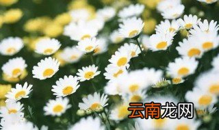 稚菊与雏菊的区别 稚菊与雏菊有什么区别