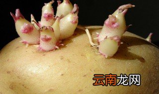 发芽土豆含有什么毒素 发芽土豆后果