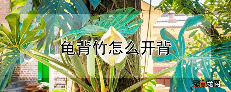 龟背竹怎么开背