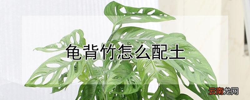 龟背竹怎么配土