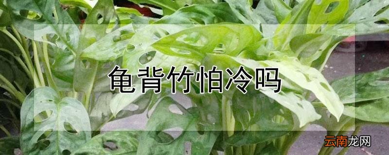 龟背竹怕冷吗