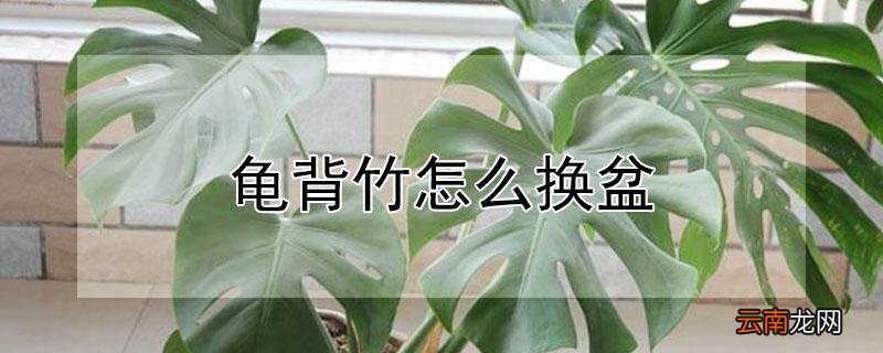 龟背竹怎么换盆
