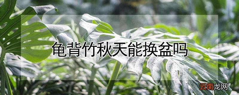 龟背竹秋天能换盆吗