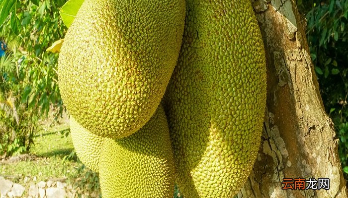 菠萝蜜怎么做 菠萝蜜的核能吃吗