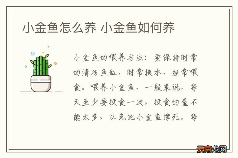小金鱼怎么养 小金鱼如何养