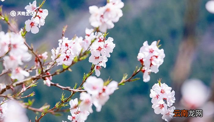 路上行人欲断魂的欲是什么意思 路上行人欲断魂的欲是指