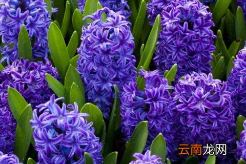 紫色有什么花