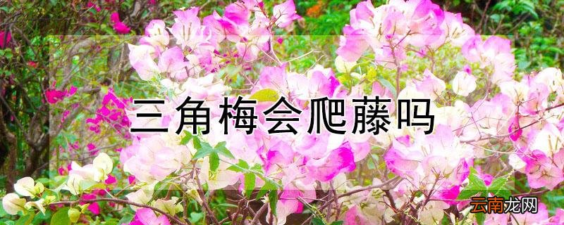 三角梅会爬藤吗