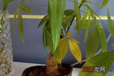 发财树怎么移栽