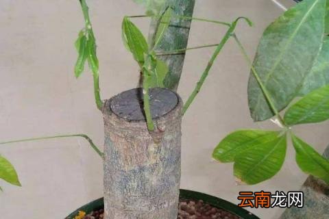 发财树怎么移栽