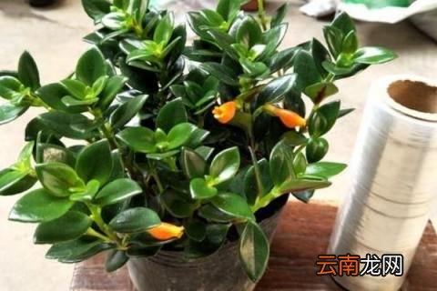金鱼吊兰夏天的养殖方法和注意事项