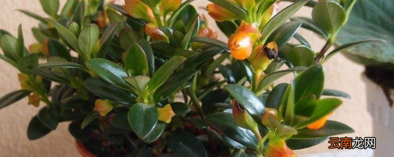 金鱼吊兰夏天的养殖方法和注意事项