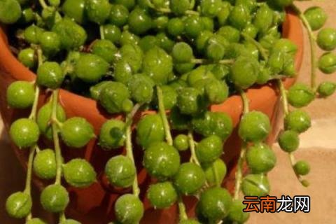 珍珠吊兰的养殖方法和注意事项