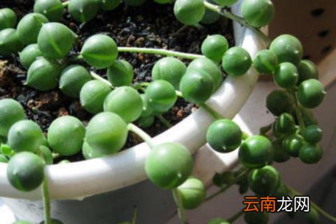 珍珠吊兰的养殖方法和注意事项