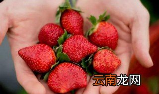 草莓成熟季节是哪个季节 草莓成熟的季节