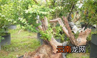 雀梅下山桩回芽补救的方法 雀梅下山桩回芽补救怎么浇水