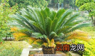家里种铁树吉利吗 在家养铁树好不好