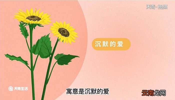 向日葵花语 向日葵的花语