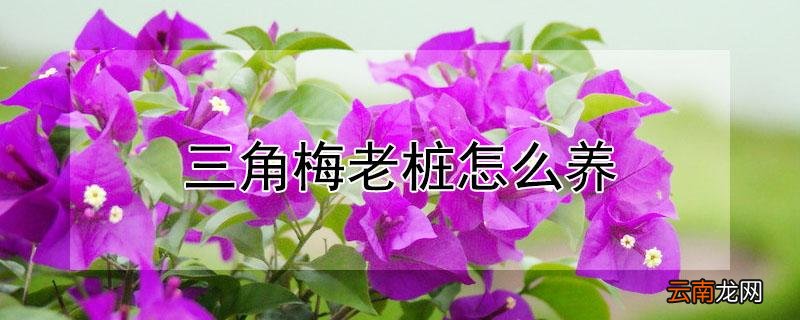 三角梅老桩怎么养
