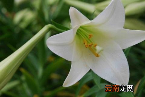 百合香有毒吗