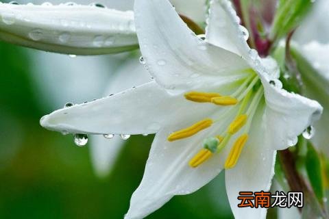 百合香有毒吗