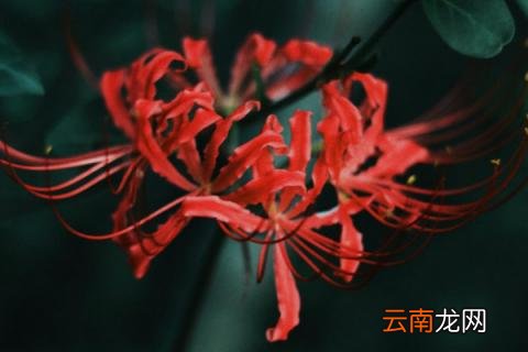 彼岸花怎么种