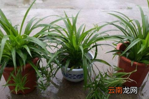 吊兰怎么浇水
