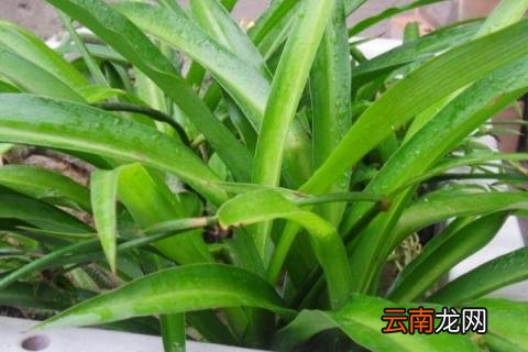 吊兰怎么浇水