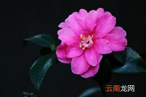 茶花什么时候修剪