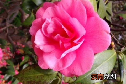茶花什么时候修剪
