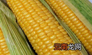 玉米棒的煮法窍门 玉米棒怎么煮