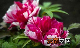 五一最佳观花地点 大连五一赏花地点大盘点