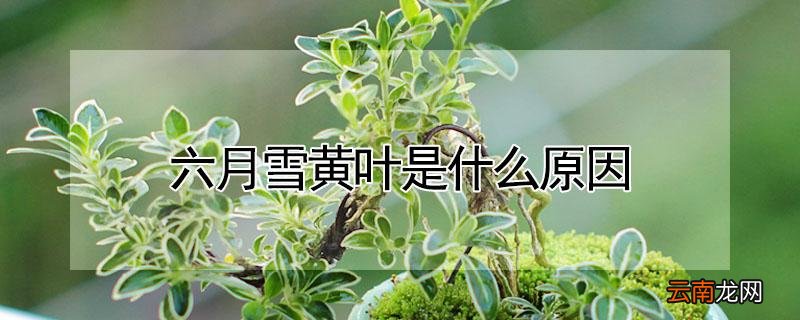 六月雪黄叶是什么原因