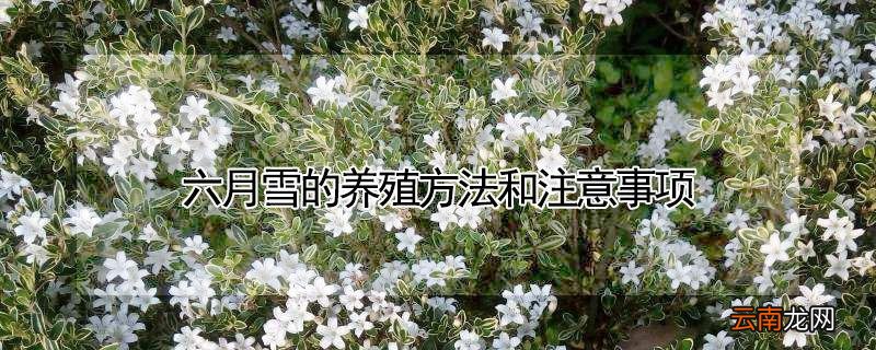 六月雪的养殖方法和注意事项
