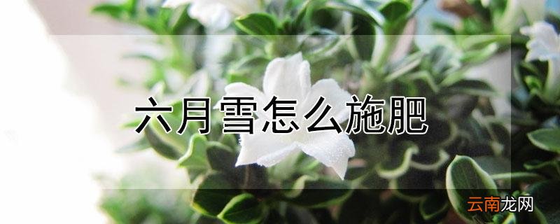 六月雪怎么施肥