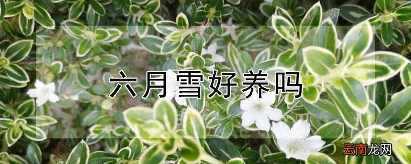 六月雪好养吗