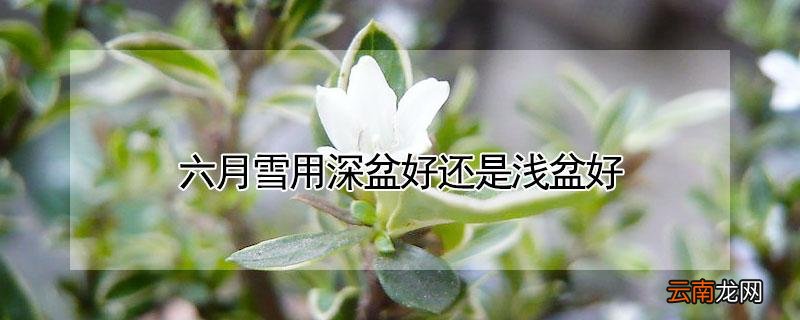 六月雪用深盆好还是浅盆好